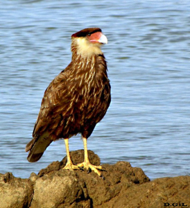 CARANCHO (Caracara plancus) - Faro de Punta Carretas- MONTEVIDEO (Octubre 2009)